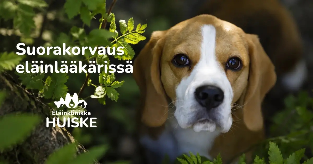 suorakorvaus eläinlääkäri